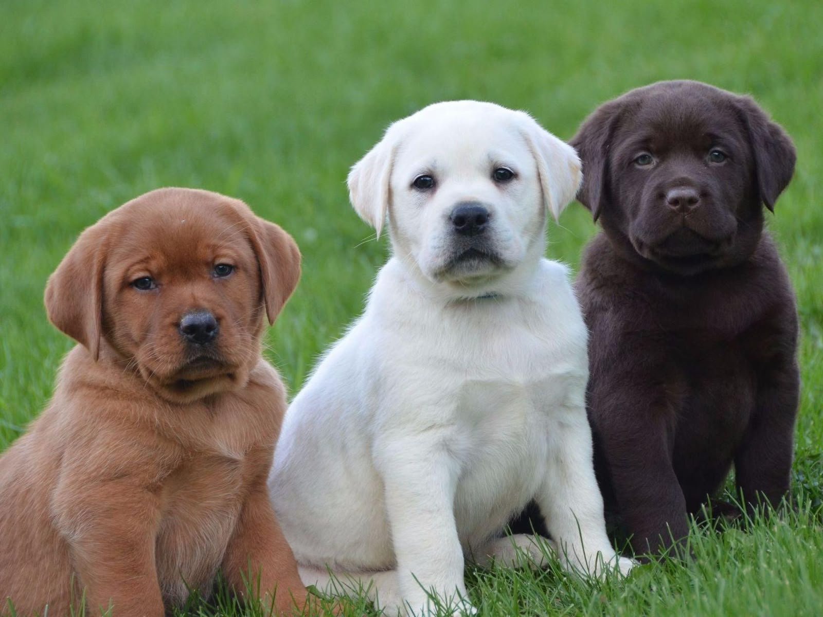 Labrador angle 3